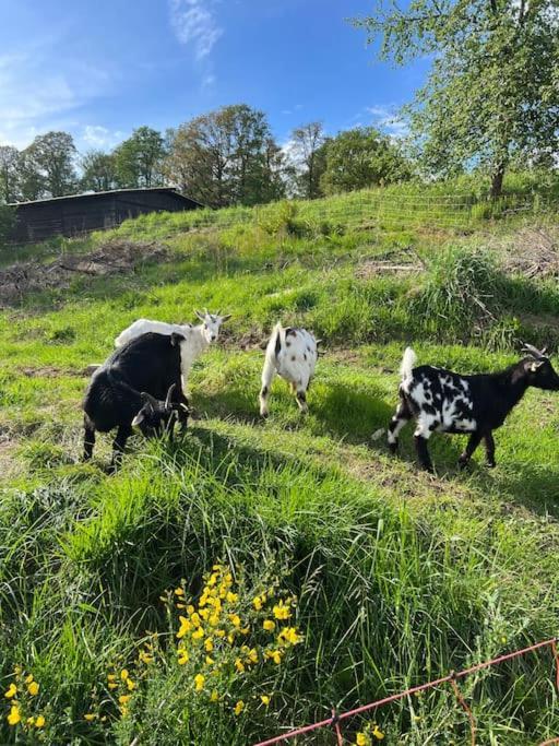 Bornhahn - Idylle Im Westerwald Katzwinkel  Buitenkant foto