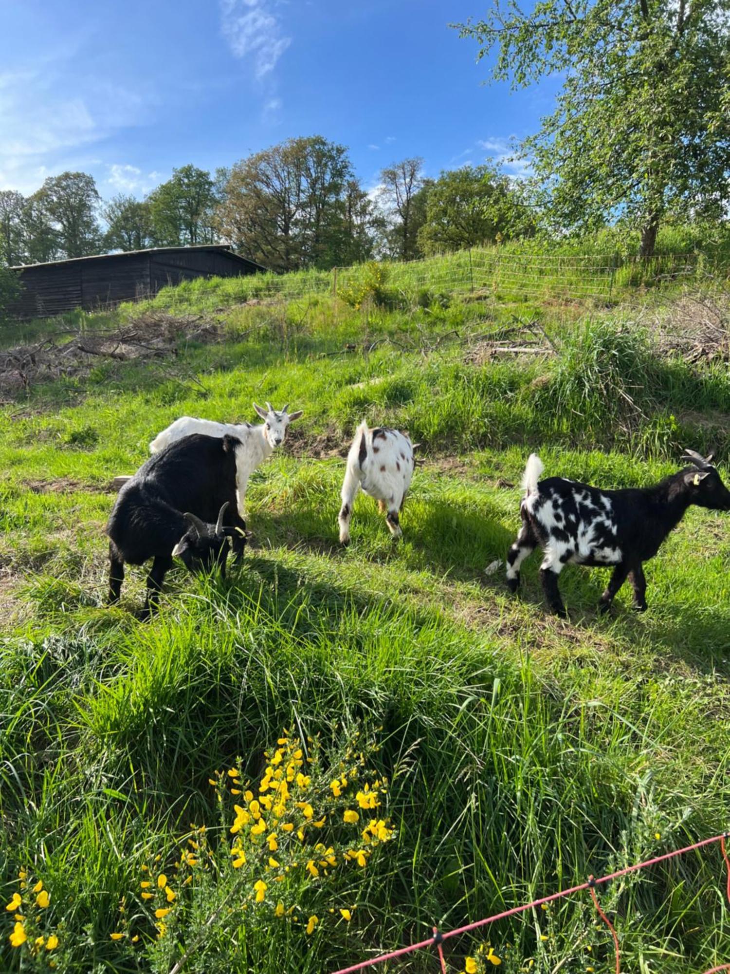 Bornhahn - Idylle Im Westerwald Katzwinkel  Buitenkant foto